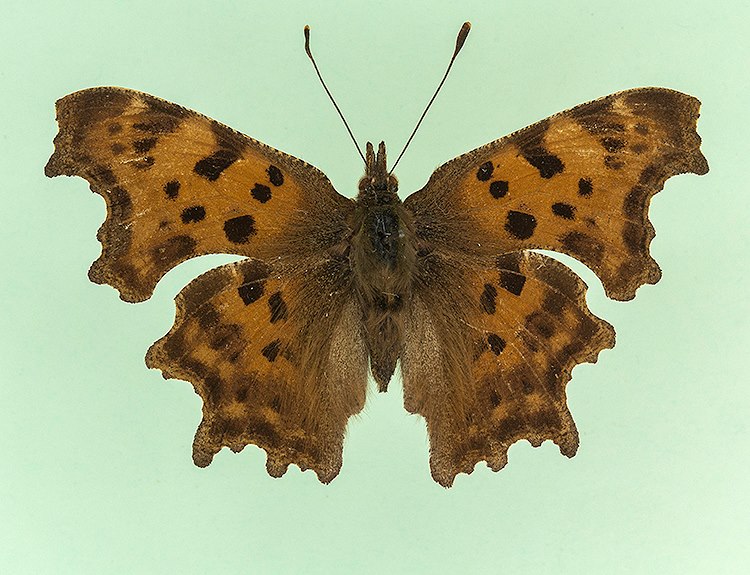 Polygonia c-album (aberrant neole) [Internet image property of respective owner, non commercial use only]